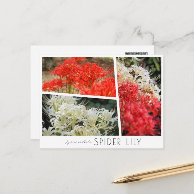 Postal Spider Lily (Anverso/Reverso In Situ)