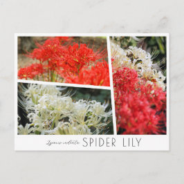 Postal Spider Lily