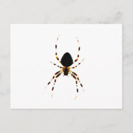 Postal Spider pcnm