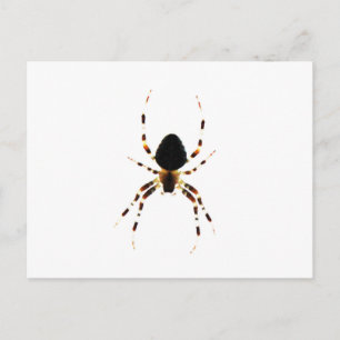 Postal Spider pcnm