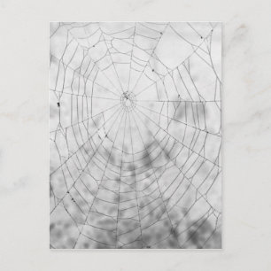 Postal Spider web