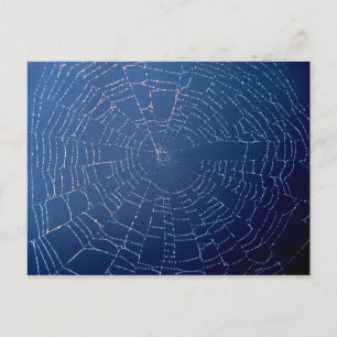 Postal Spider Web