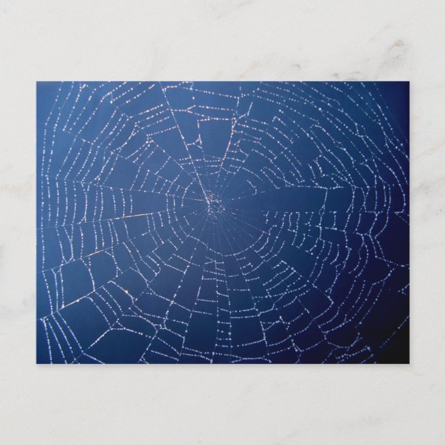Postal Spider Web (Anverso)