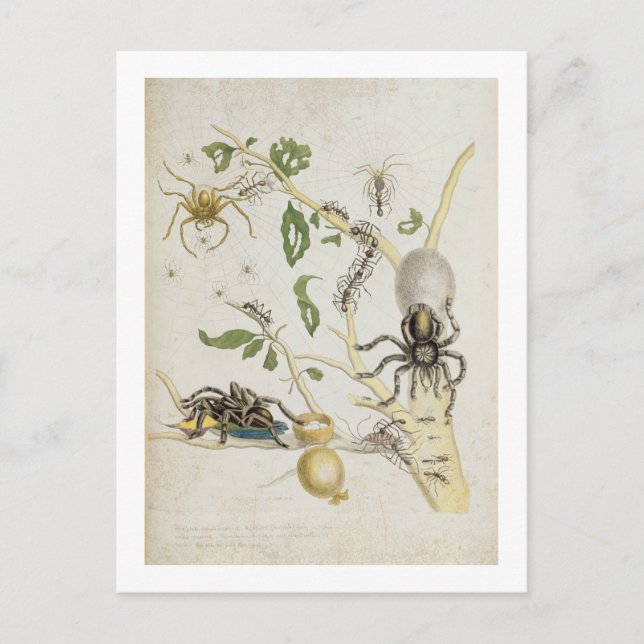 Postal Spiders: Mygole, plato 18 de 'Over de Voorteelin (Anverso)