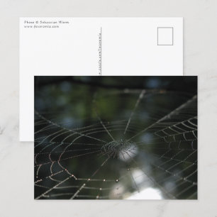 Postal Spider's Web Nature Photo