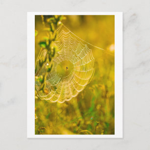 Postal Spiderweb del paisaje natural