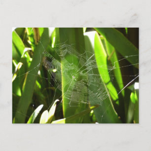 Postal Spiderweb en la naturaleza de las hojas tropicales