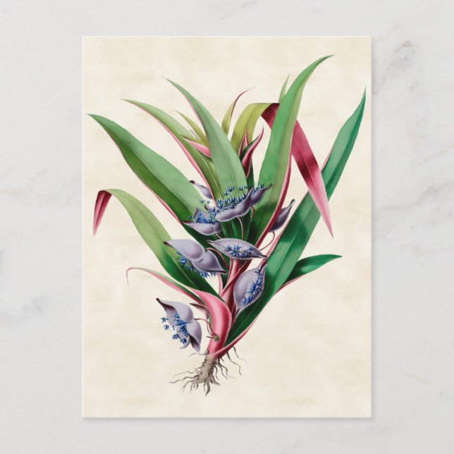 Postal Spiderwort Vintage Botanical (Anverso)