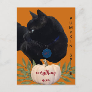 Postal Spina de calabaza Todo Buen Gato Negro Postcard
