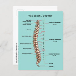 Postal Spinal Column Anatomical Chiropractic Reactivation