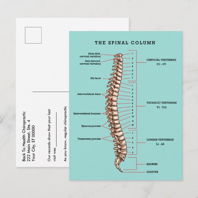 Postal Spinal Column Anatomical Chiropractic Reactivation (Anverso / Reverso)
