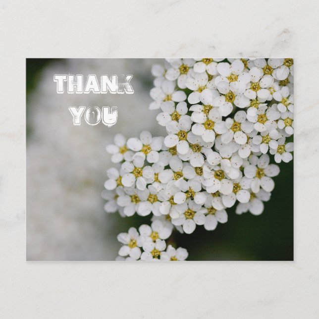 Postal Spiraea Gracias Postcard (Anverso)