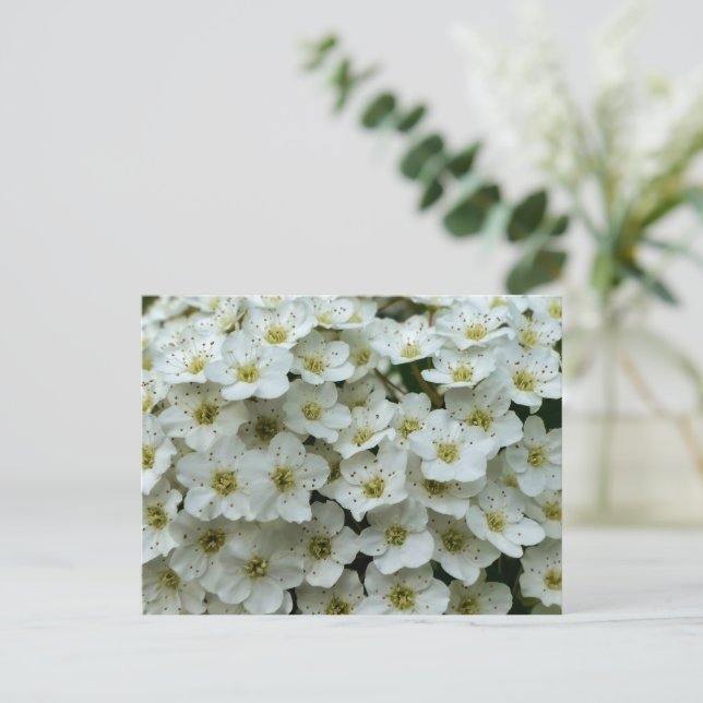 Postal Spirea Arguta (Anverso de pie)