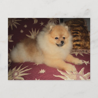 Postal Spitz Alemão