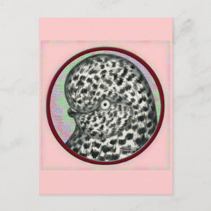 Postal Splash Tumbler Pigeon Circle