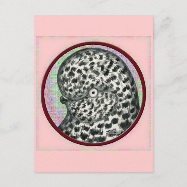 Postal Splash Tumbler Pigeon Circle (Anverso)