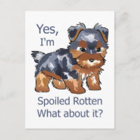 Spoiled Rotten Yorkie