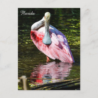 Postal Spoonbill de Roseate en Florida