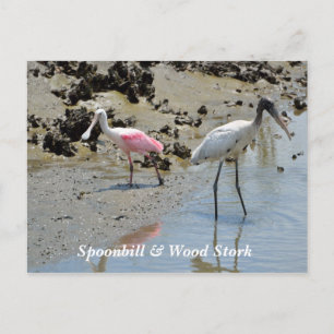 Postal Spoonbill y Wood Stork en estado salvaje