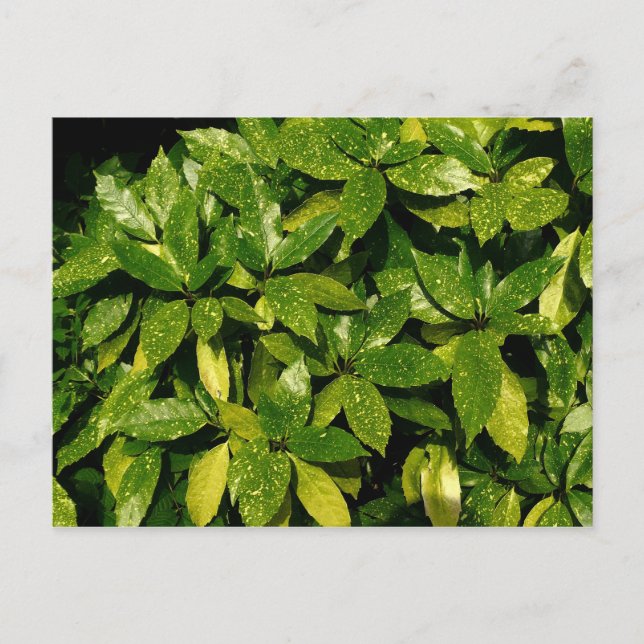 Postal Sporel Laurel, Aucuba Japonica (Anverso)