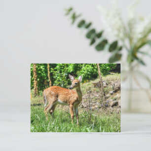 Postal Spoted Fawn