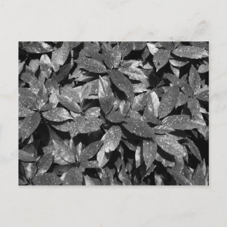 Postal Spoted Laurel, Aucuba Japonica - (B&W)