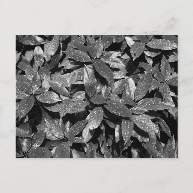Postal Spoted Laurel, Aucuba Japonica - (B&W) (Anverso)