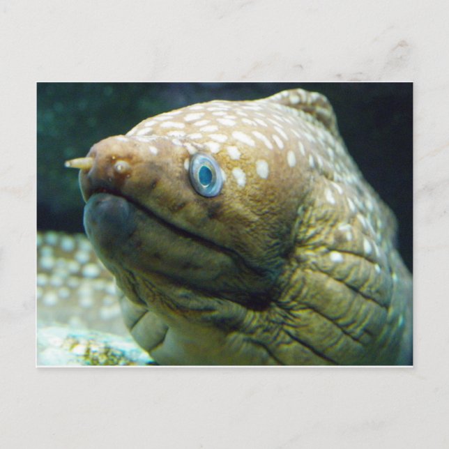 Postal Spoted Moray Eel (Anverso)