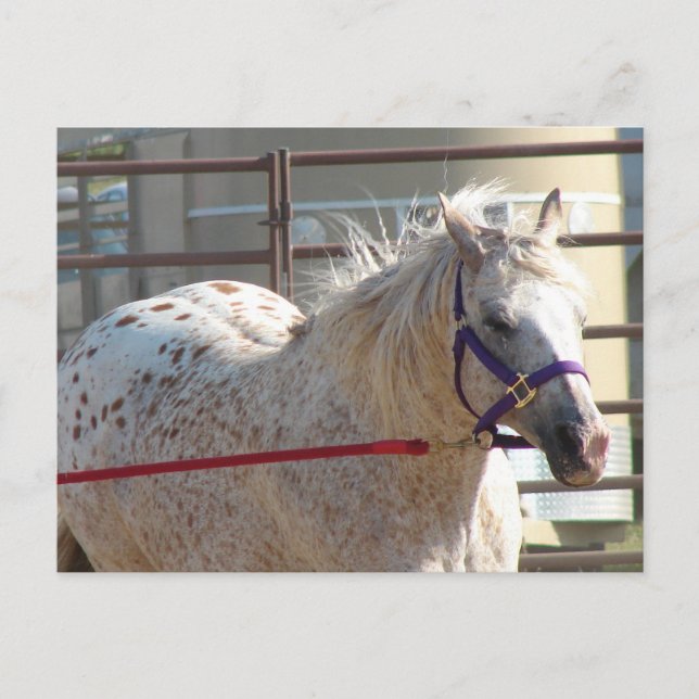 Postal Spoted Pony (Anverso)