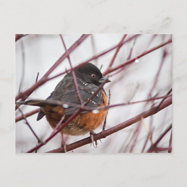Postal Spoted Towhee (Anverso)