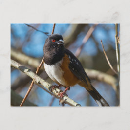 Postal Spoted Towhee
