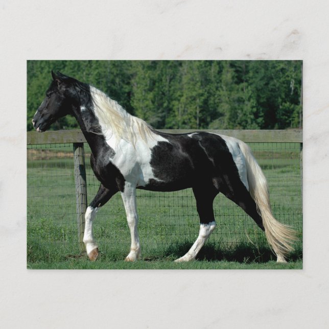 Postal Spoted Walker (Anverso)