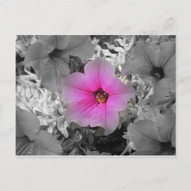 Postal Spotlight (Anverso)