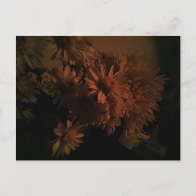 Postal Spray chrysanthemums under dim lighting (Anverso)
