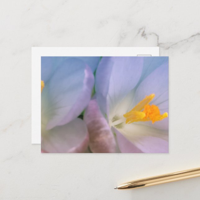 Postal Spring Crocus Photography (Anverso/Reverso In Situ)