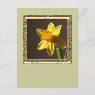 Postal Spring Daffodil