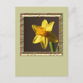 Postal Spring Daffodil