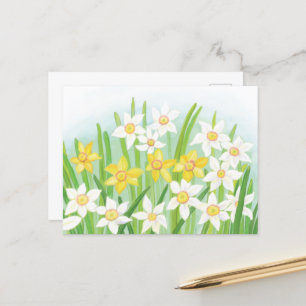 Postal Spring Daffodils