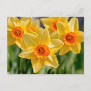 Postal Spring Daffodils