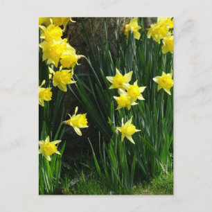 Postal Spring Daffodils