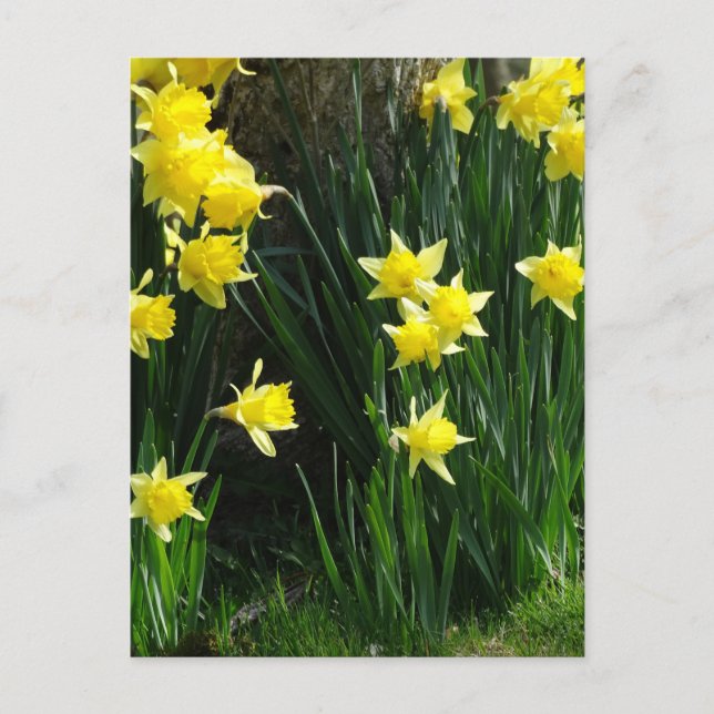 Postal Spring Daffodils (Anverso)