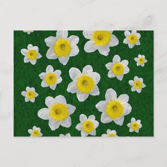 Postal Spring Daffodils (Anverso)