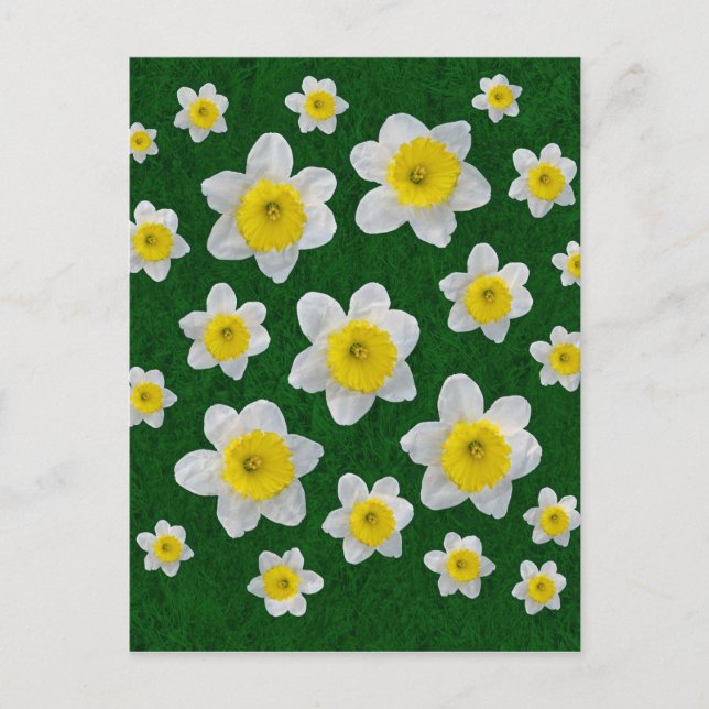 Postal Spring Daffodils (Anverso)