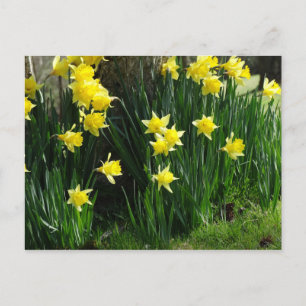 Postal Spring Daffodils