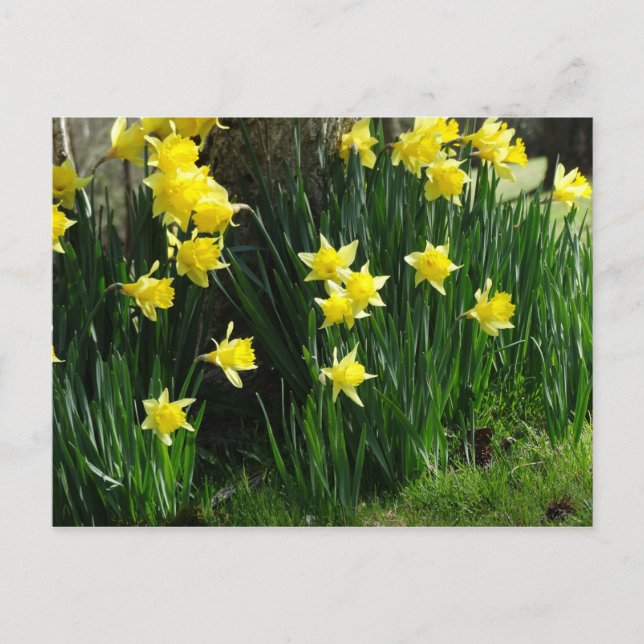 Postal Spring Daffodils (Anverso)