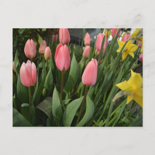 Postal Spring pink tulip flowers happy birthday (Anverso)