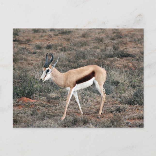 Postal Springbok (Anverso)