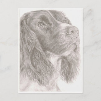 Postal Springer Spaniel