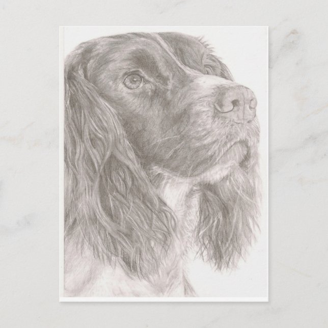 Postal Springer Spaniel (Anverso)