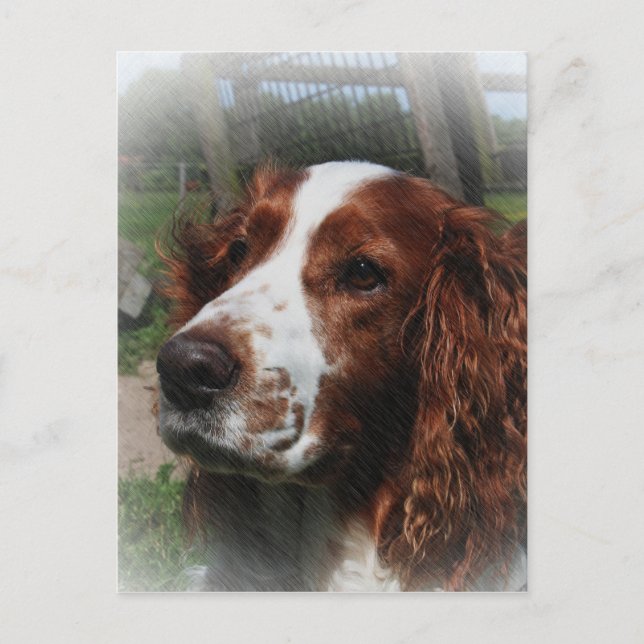 Postal Springer Spaniel Dog Art (Anverso)